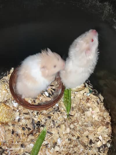 Beautiful Syrian Hamsters for Sale (Healthy & Active)