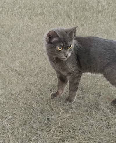 British Shorthair Pregnant Female