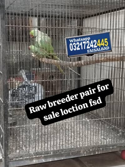 Raw breeder pair Rs 42000
