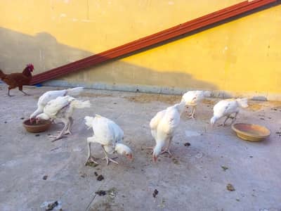 Fresh, Healthy & Active Heera Aseel