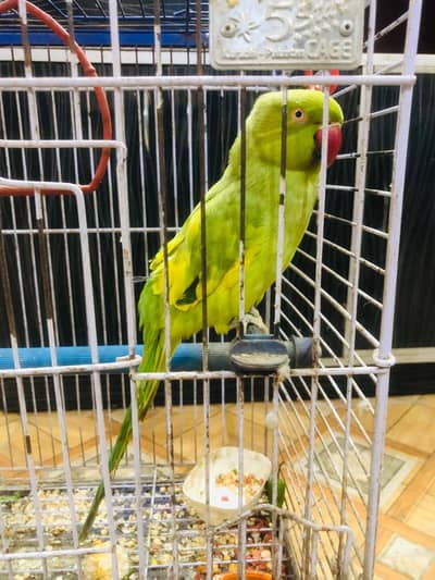 handtain parrot for sale 2 female pair