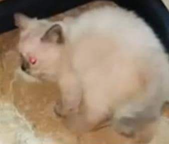 Beutiful and active Pair of persian kittens