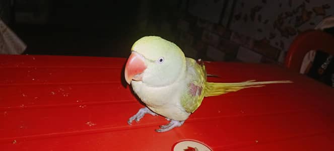 raw parrot Hand tym ha kahna Har shez khati ha baty b Karti ha