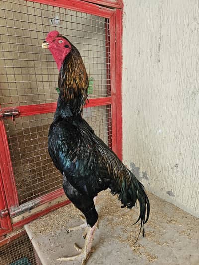 shamo male Belgium import