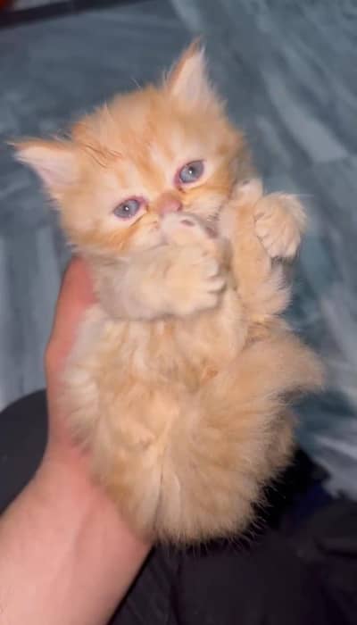Persian Triple Coat Male Kitten for Sale - Adorable Companion - Lahore