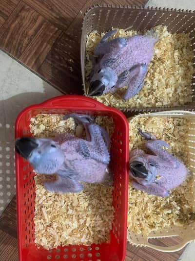 Blue and gold macaw chicks