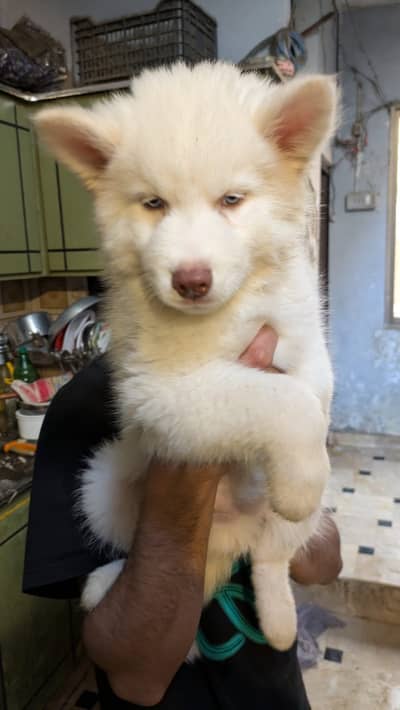 Husky puppy