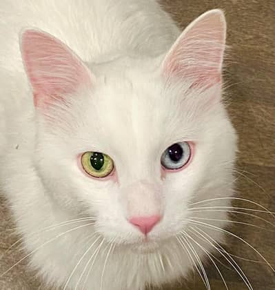 Persian cat indoor trained fully friendly