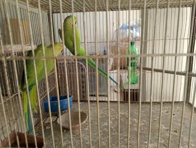 Ring neck pair available