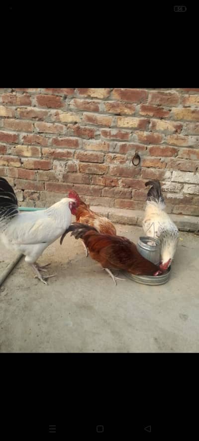 hen mail urgent for sale ghar k palay