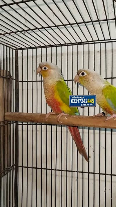 DNA Breeder pair red factor Rs 16500