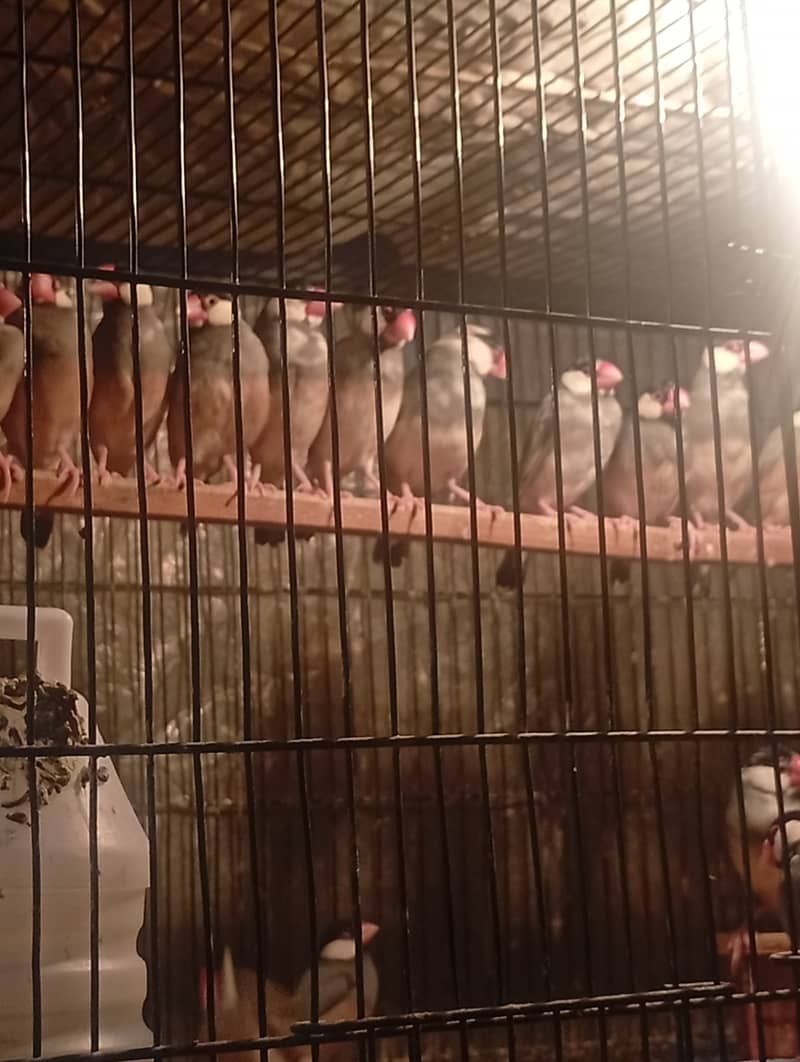 White Java breeder pairs and grey Java breeder pairs 0