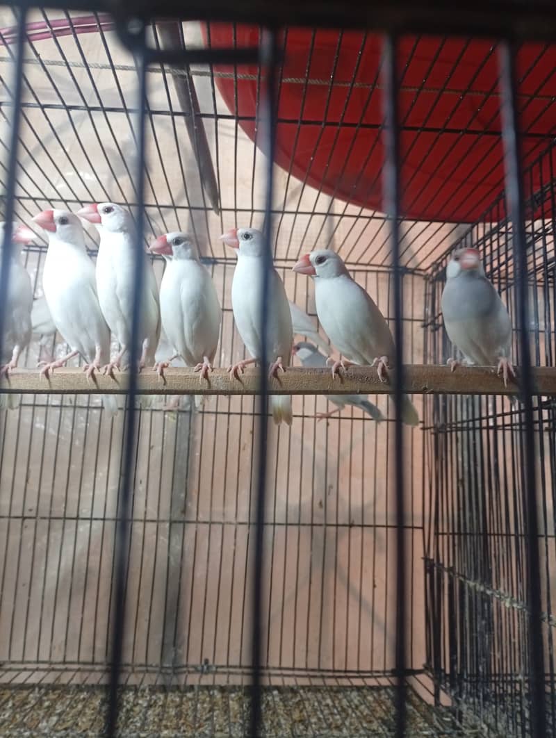 White Java breeder pairs and grey Java breeder pairs 2