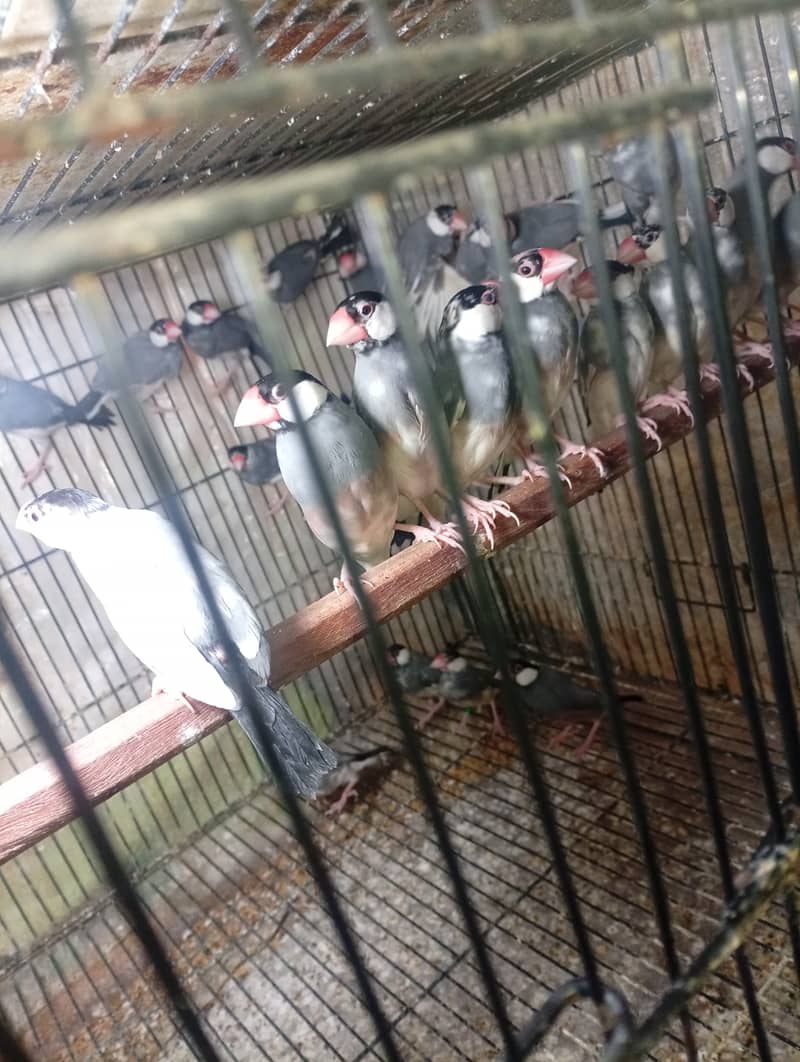 White Java breeder pairs and grey Java breeder pairs 3