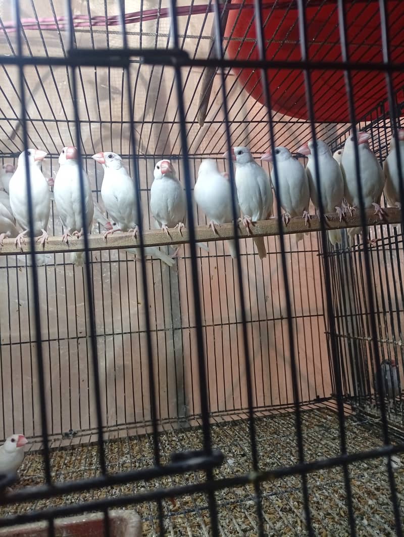 White Java breeder pairs and grey Java breeder pairs 5