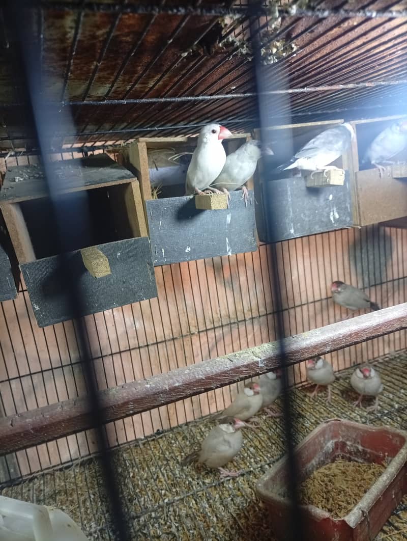White Java breeder pairs and grey Java breeder pairs 6
