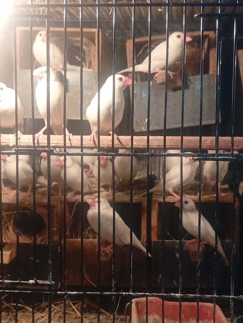 White Java breeder pairs and grey Java breeder pairs 7