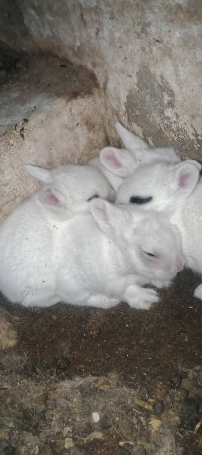 teddy bear drawft rabbit bunnies