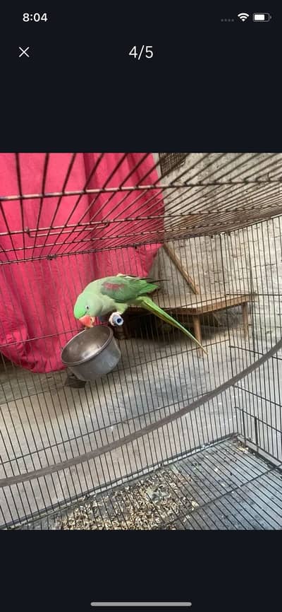 two. raw parrots with cage