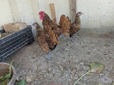 Golden sebright set for sale