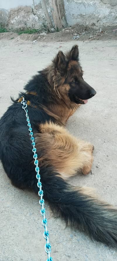 For Stud Long Cort Need female 4 cross