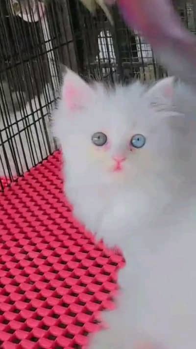 pairsian helthy and active kitten for sale