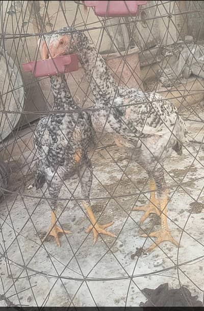 shamo aseel big size coco