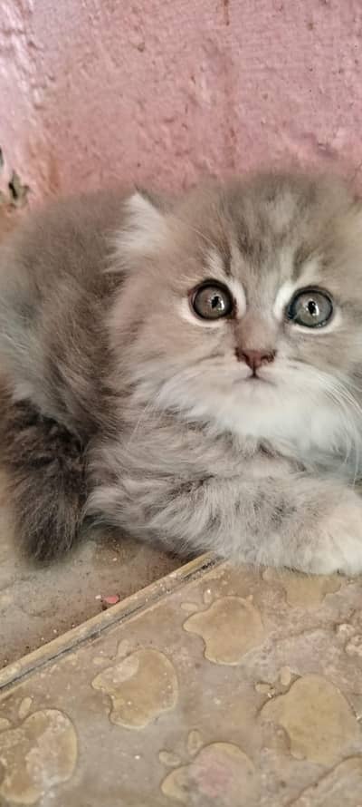 gray mini punchface cat triple coated