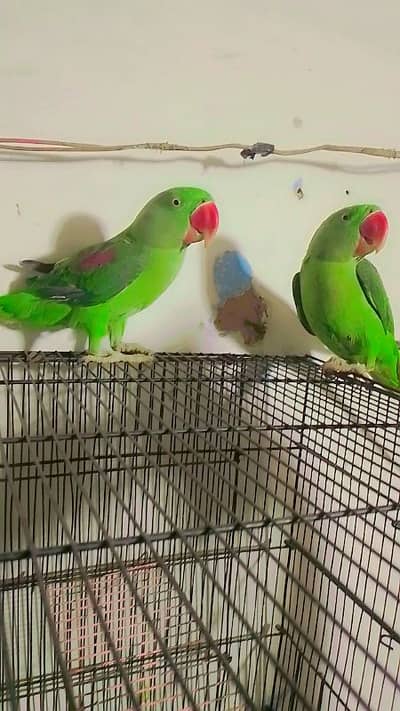 kashmir raw parrot helthy and happy for sale