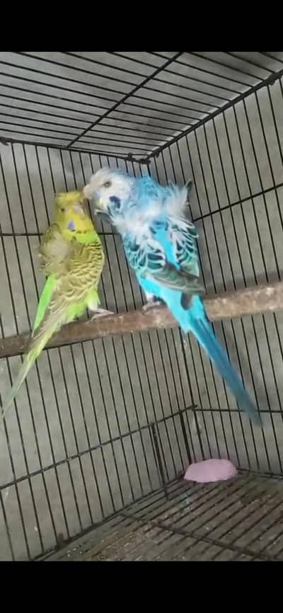 king size hogoromo double flower breeder pair