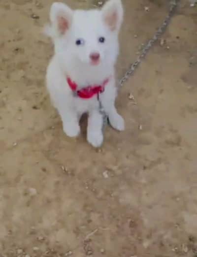 Russian puppies dog for sale 03246107725 my wahtsap