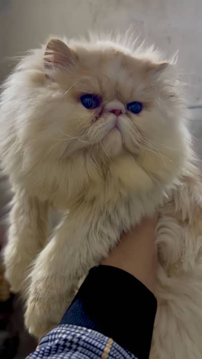 Persian Peki/ Peke/ Piki Male Kitten