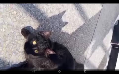 Persian Cat Pair for Sale (Male & Female)Persian Breed – Double Coat