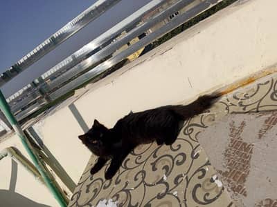 Persian Cat Pair for Sale (Male & Female)Persian Breed – Double Coat