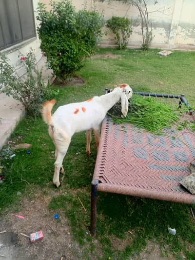 bakra healthy and active