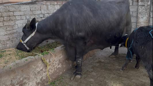 Shoqeeno wali bari bhens / Big and high milking buffalo in Gujrat