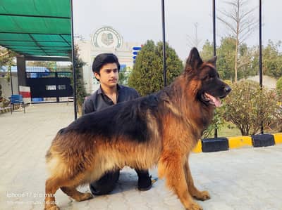 Huge Size Poland Show class Dubble coat German shepherd
