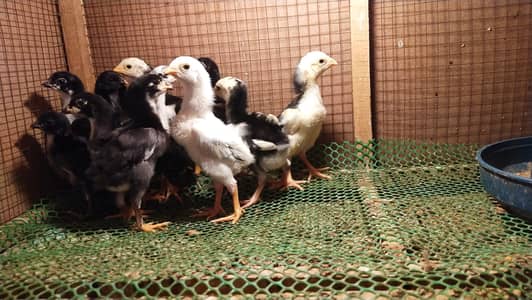 Aseel | Thi Aseel | Aseel Thi chicks | King O Shamo| Shamo Chicks