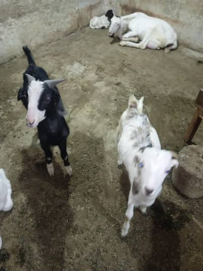 teddy tapray bakre Jodi