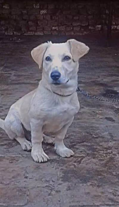 Labrador 03-111-948-707