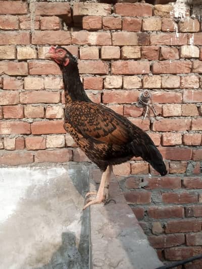 Asel Thai cros madi for sale