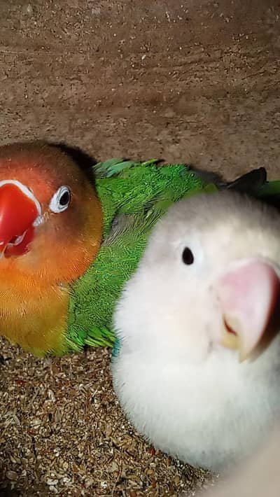 Fisher pair on eggs with .