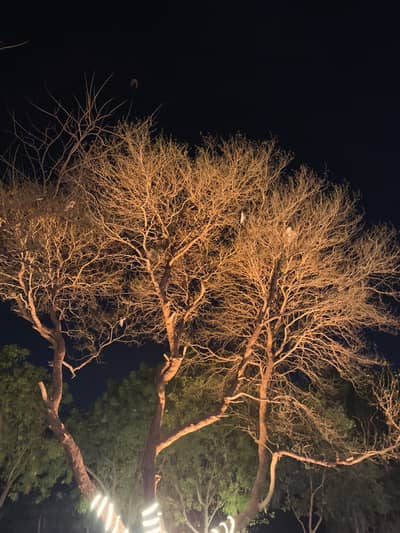 Professional Photo Editor