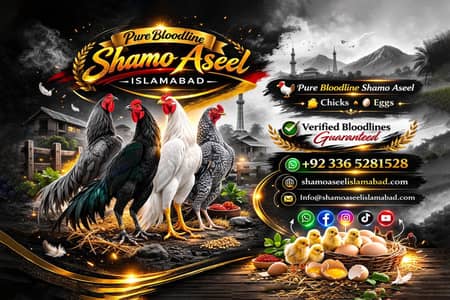Shamo Aseel Eggs for Sale in Islamabad | Pure Shamo Aseel Eggs