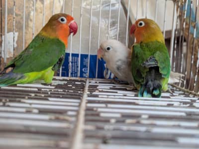 FISHER AND BLUE PASTLEINO