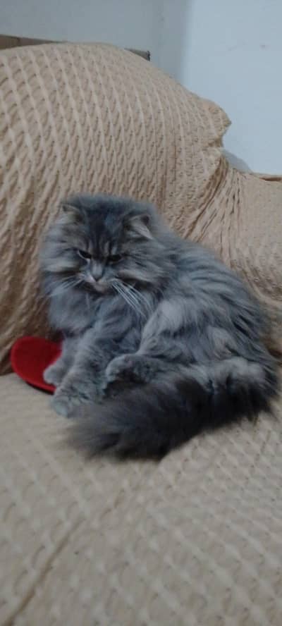 cat  gray color ha  persion ha