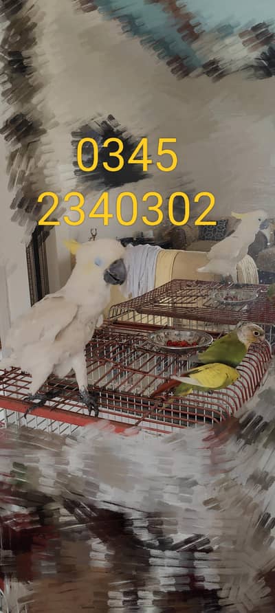 Medium Sulfphur cockatoo urgent sale
