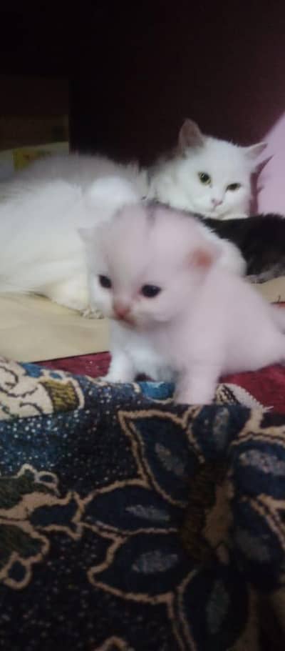 new kitten book  now