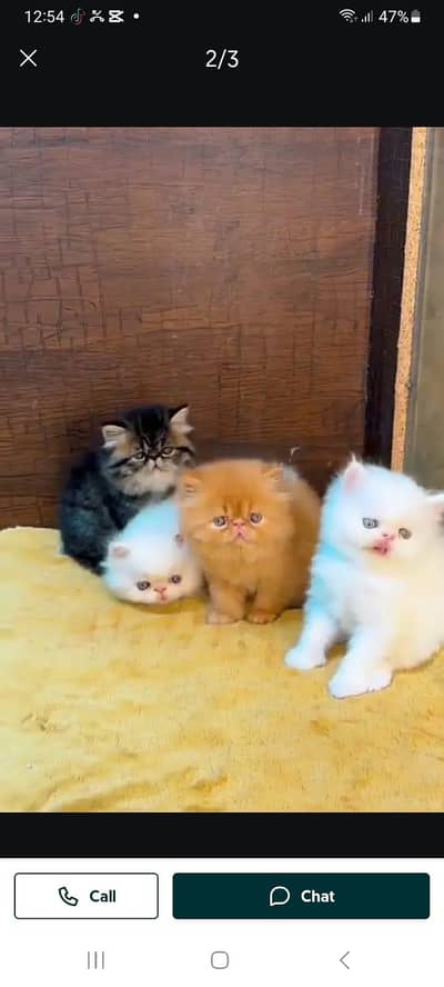 for sale male or female my WhatsApp number 0343=. . 78=96662