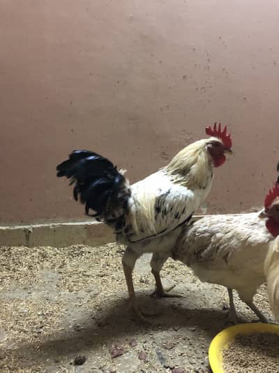 MALE HEN FOR SALE